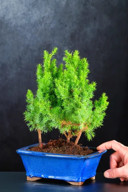 Juniper Forest Bonsai | Hardy Evergreen Triple Composition