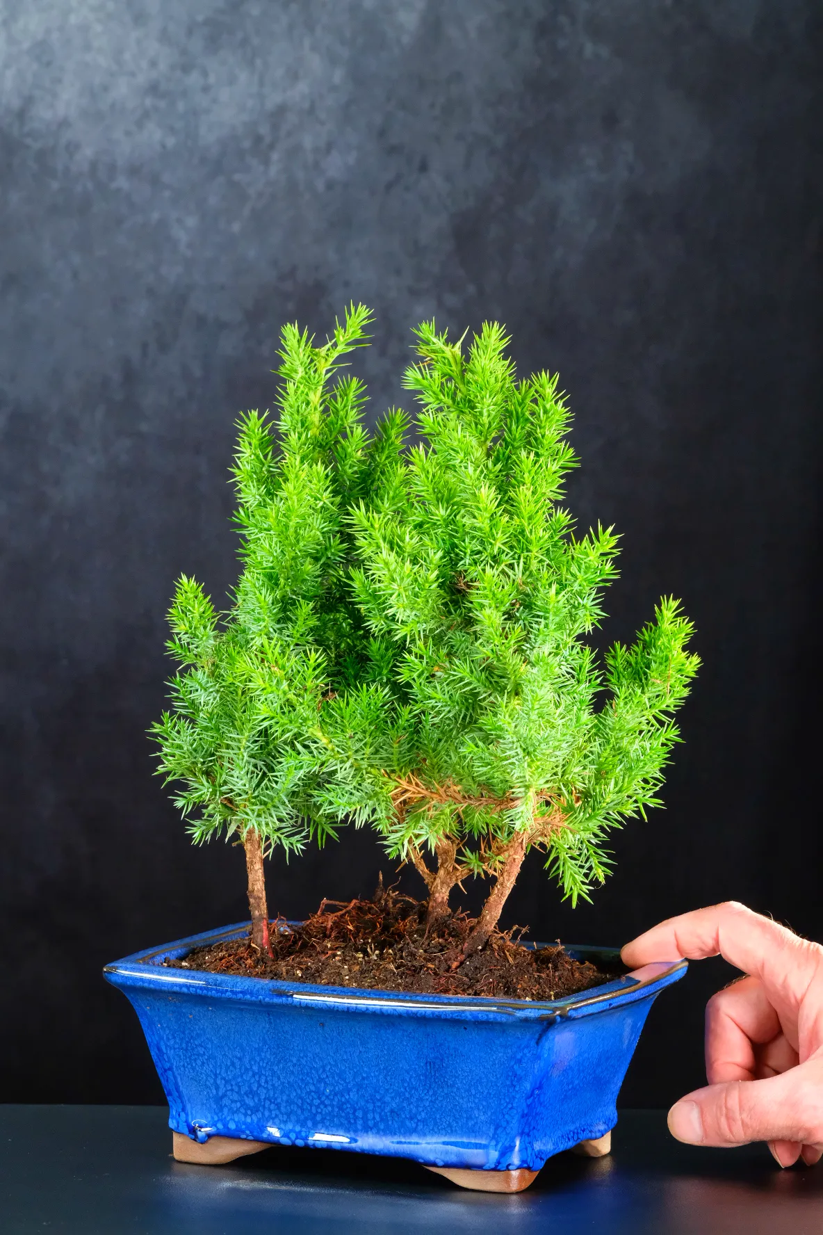 Juniper Forest Bonsai | Hardy Evergreen Triple Composition