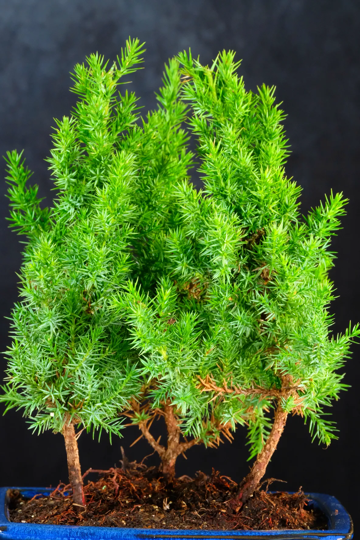 Chinese juniper mini forest bonsai for sale
