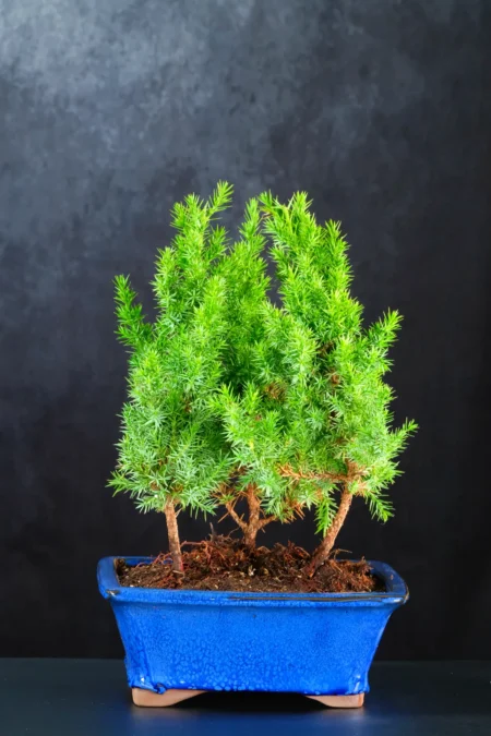 Chinese Juniper Forest Bonsai Trio β 5 Years Old