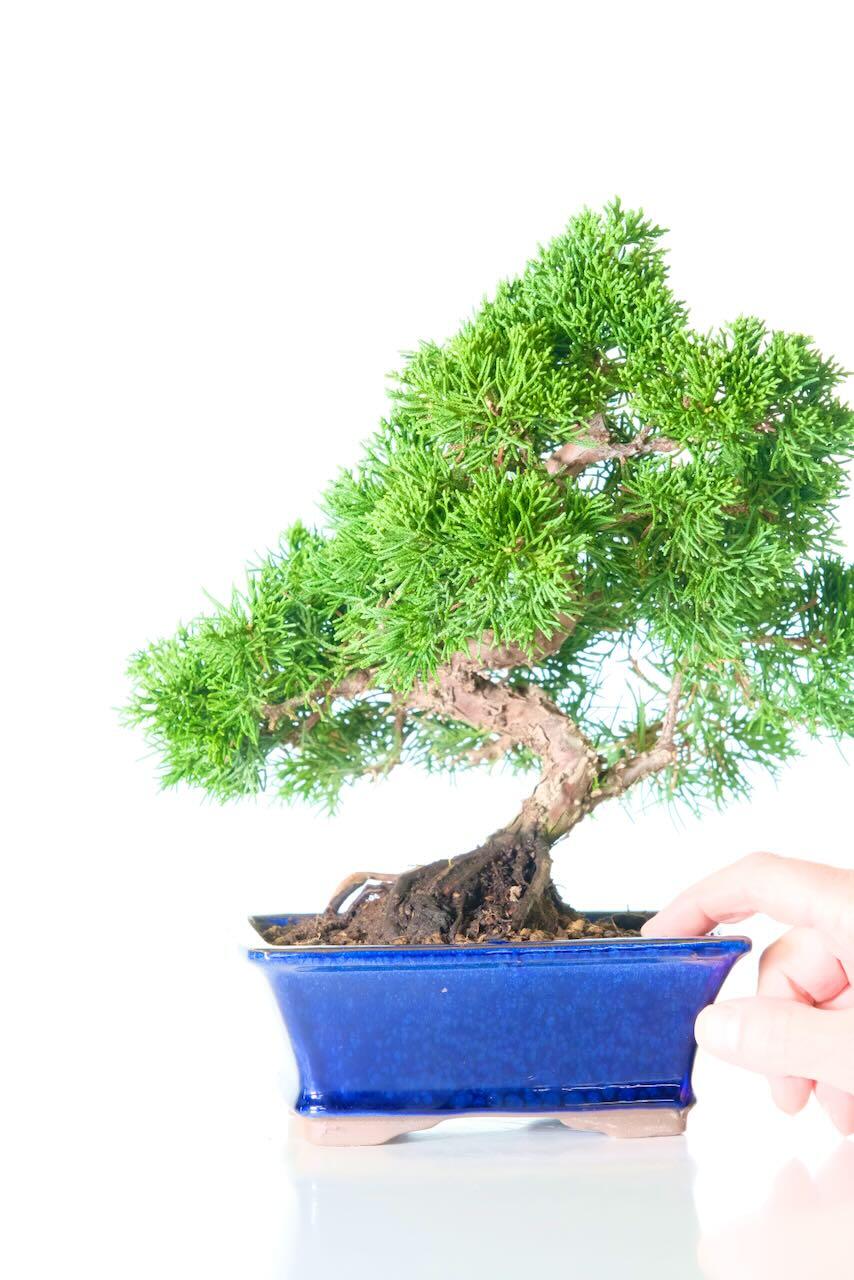 Zig zag Chinese Juniper bonsai for sale in navy pot