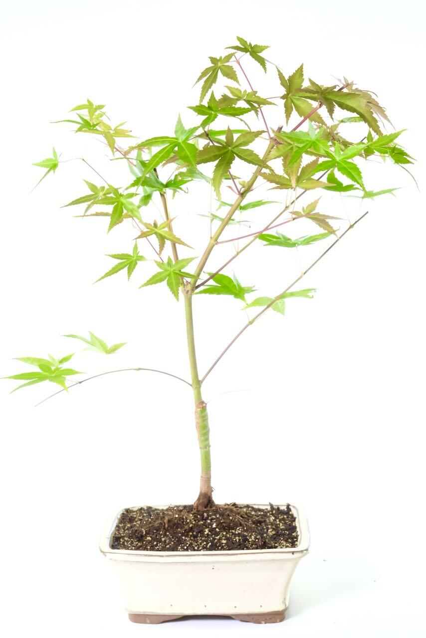 Vibrant Outdoor Japanese Red Maple Bonsai - 'Beni-Maiko'