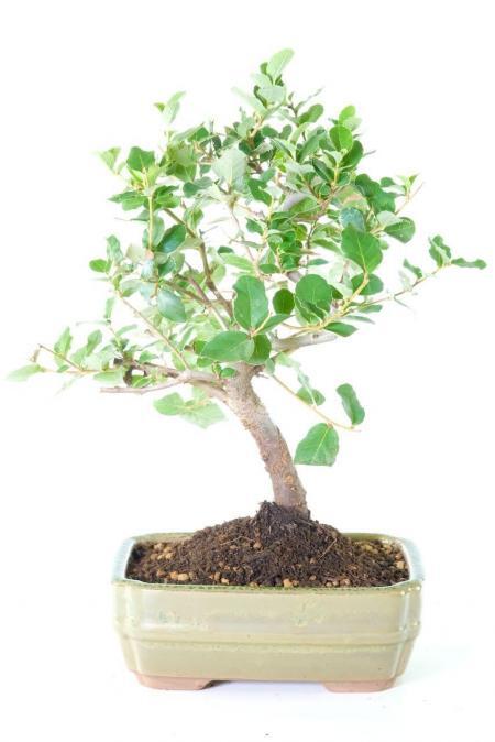 Excellently Shaped Evergreen Cork Bark Oak Bonsai Tree