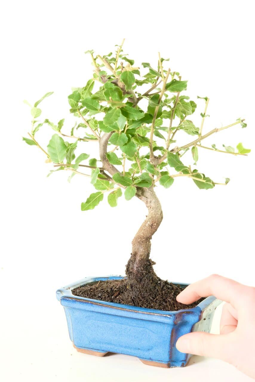 Corkbark oak bonsai tree for sale in azure blue pot
