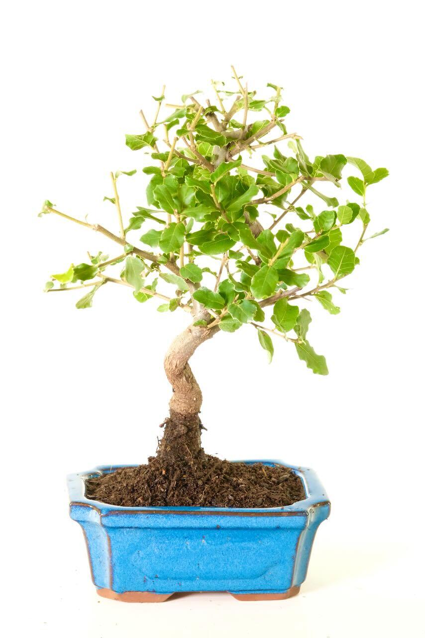 Elegant Journey: 9-Year-Old Cork Bark Oak Bonsai