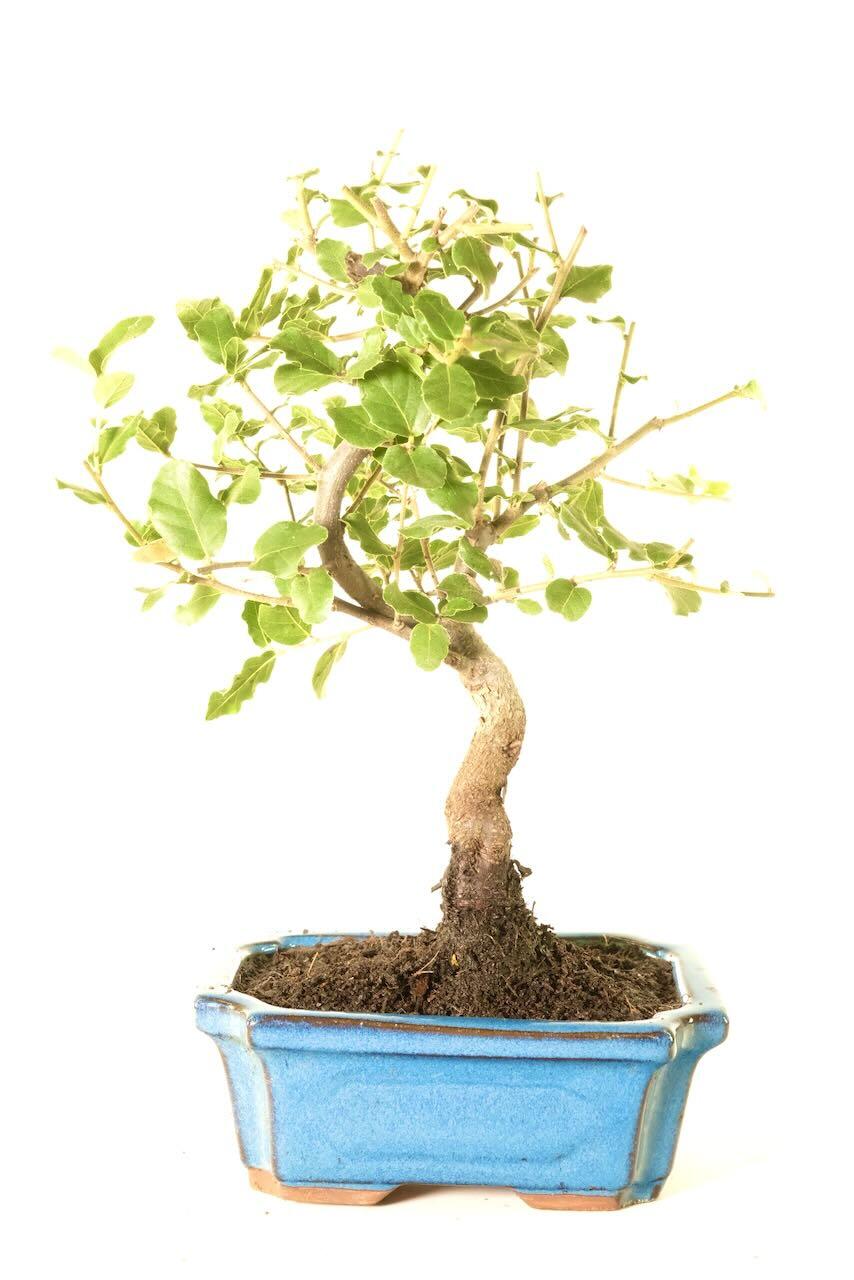 Quercus Suber - Evergreen Cork Bark Oak Bonsai Tree with Pretty Shaping