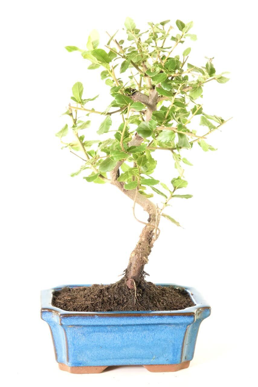 Cork Bark Oak Bonsai | 8-Year Hardy Outdoor Bonsai in Azure Blue Fluted Pot