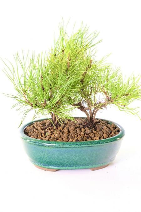 Stunning twin outdoor bonsai tree | Hardy & evergreen Mugo Pine arrangement for sale UK