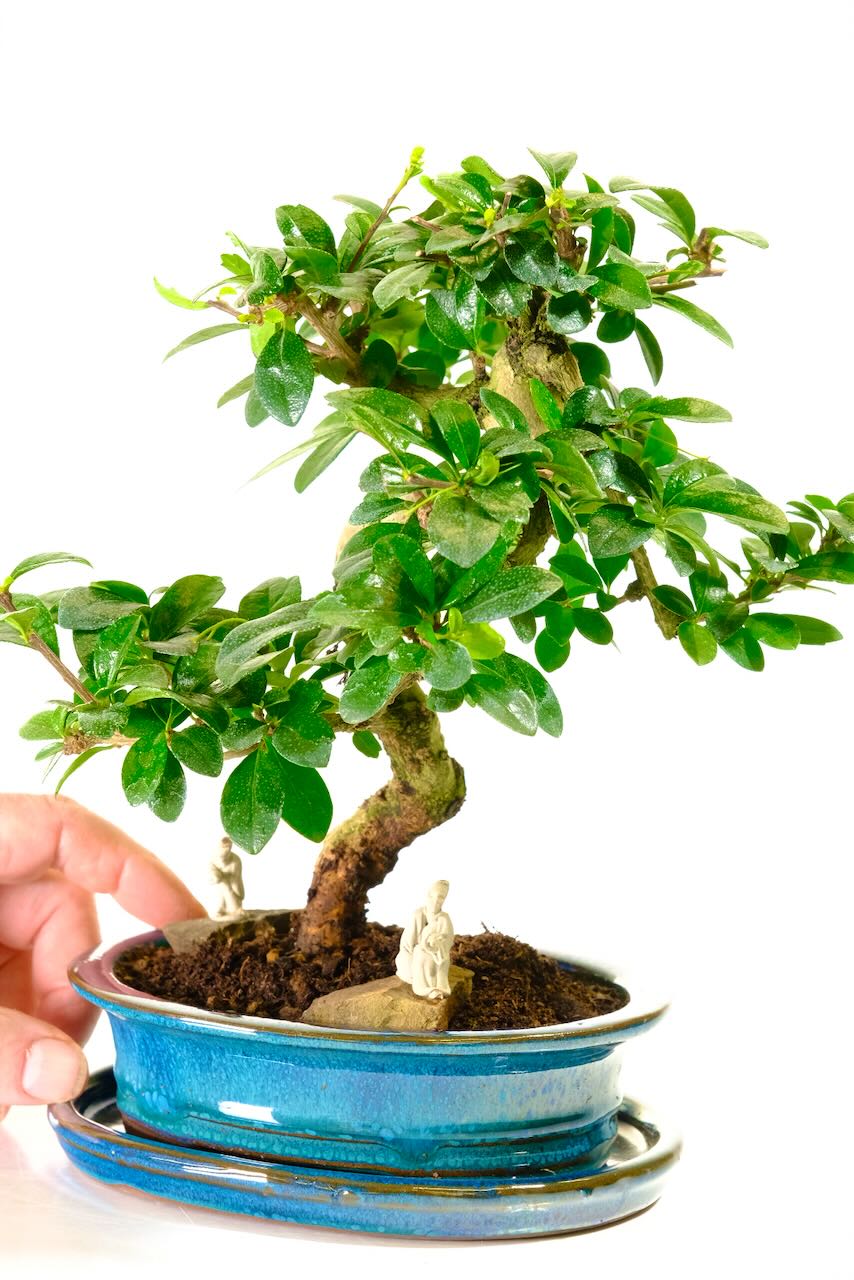 Very cute flowering bonsai - best indoor bonsai for warm room