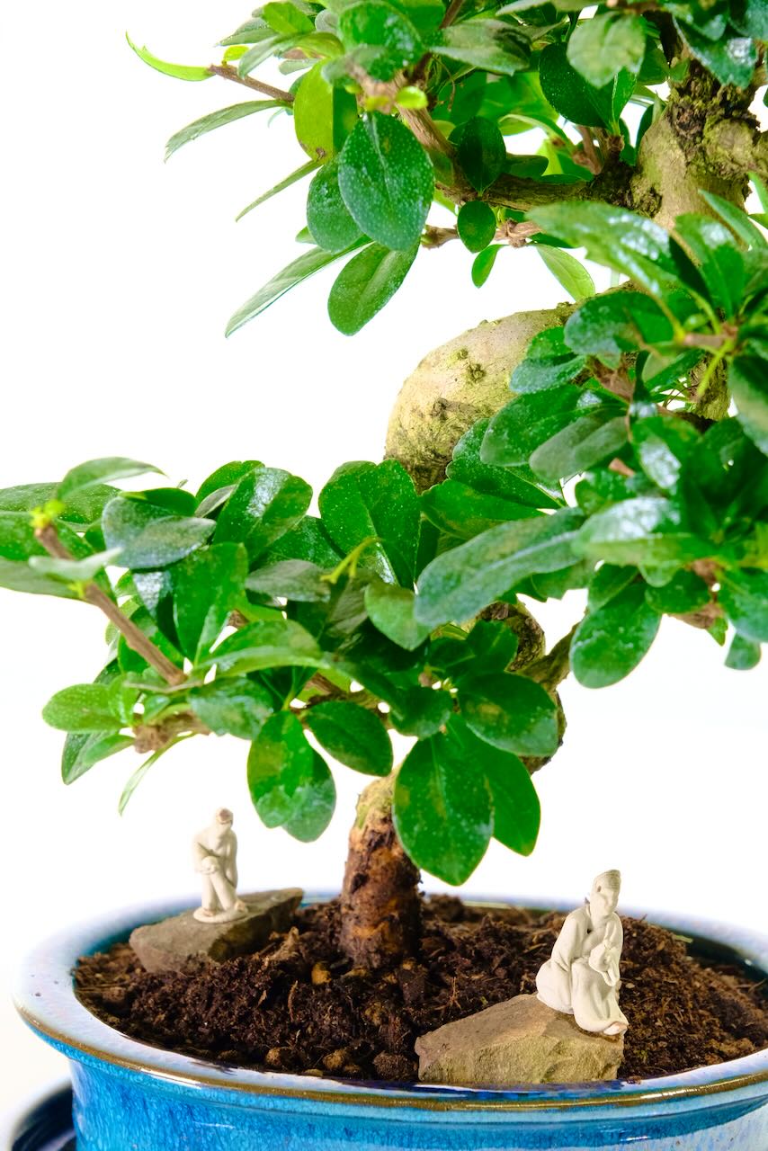 Premium Fukien Tea Bonsai Garden – 7 Years Old. Best indoor bonsai species for a warm room