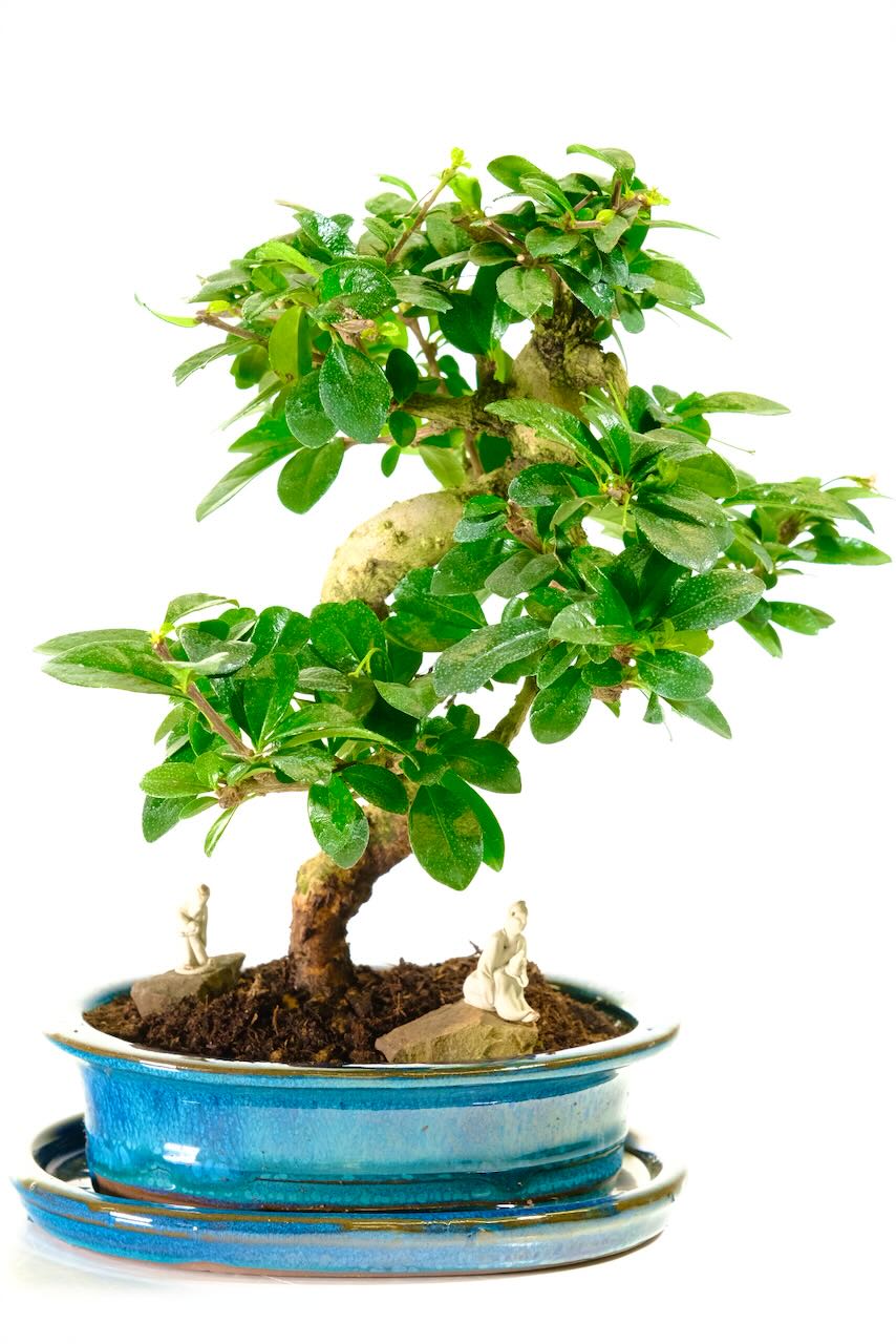 Best Indoor Bonsai for Warm Room | White Flowers - Bonsai Garden