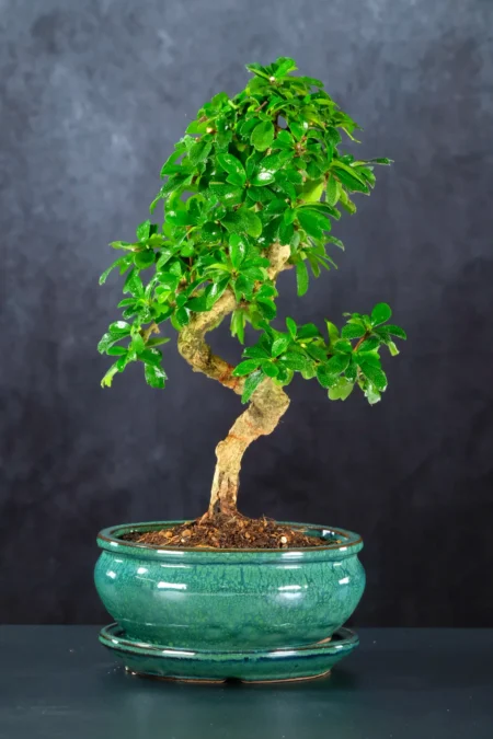 Stunning Indoor Flowering Fukien Tea Tree Bonsai – A Unique Fukien Tea Flowering Bonsai