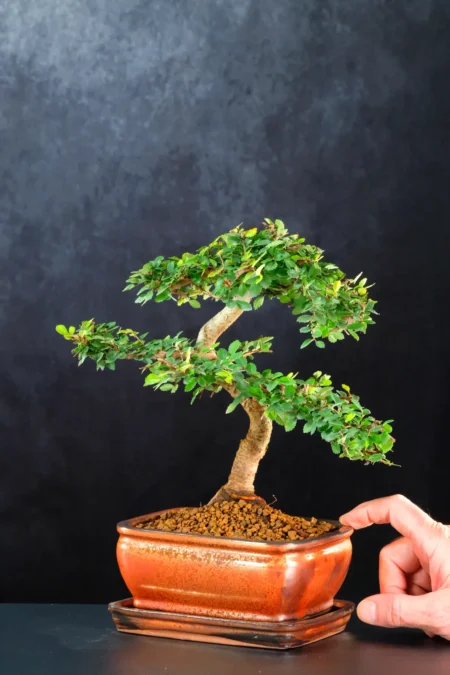 Small beautifully styled quality indoor elm bonsai tree for sale
