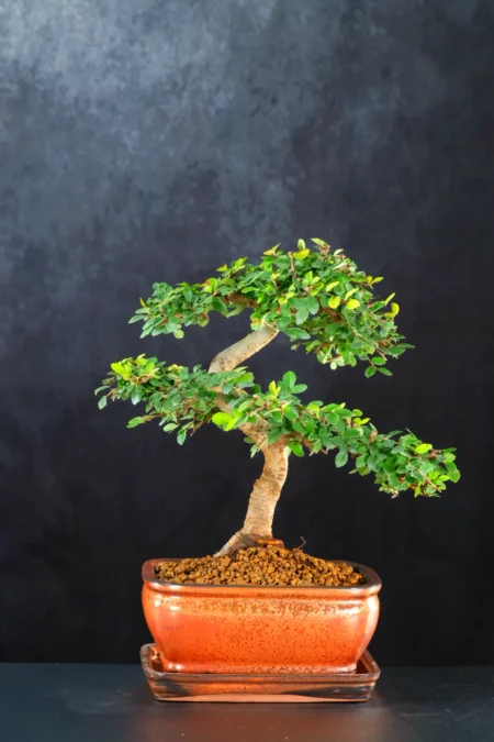 Chinese Elm Bonsai Tree | 11 Year Old with Exposed Nebari in Neutral Bronze Pot