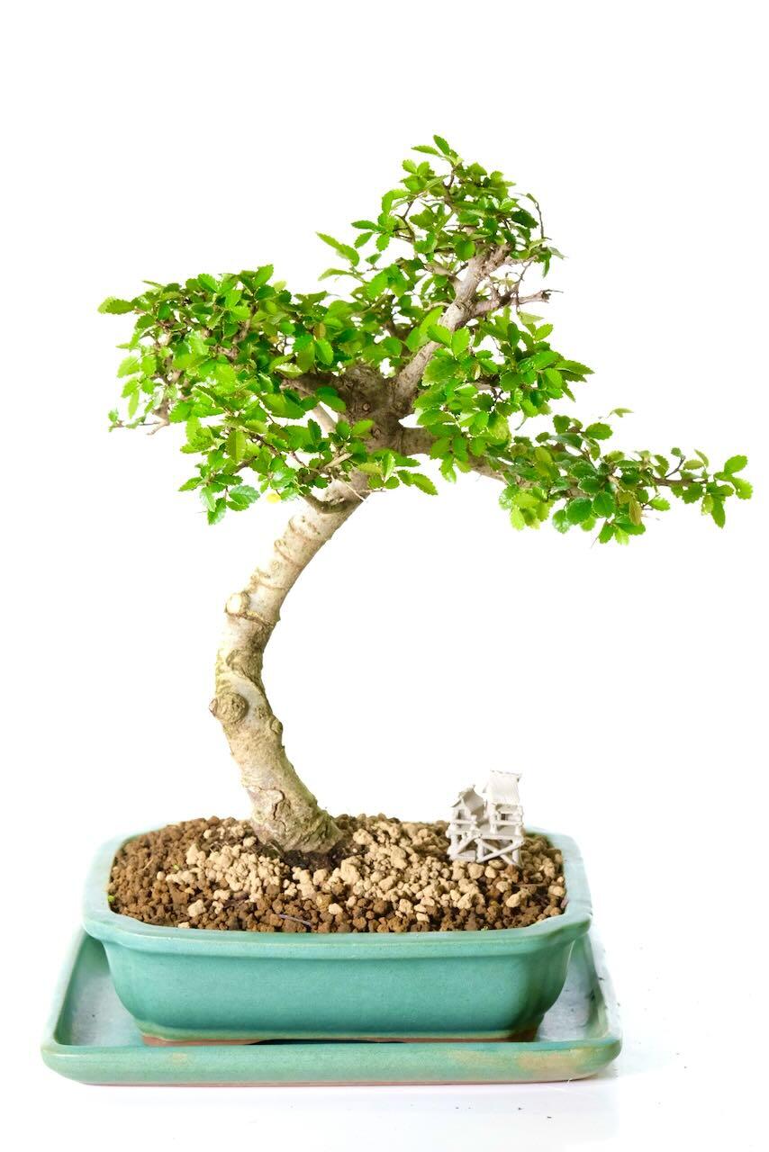 Gently shaped Chinese Elm bonsai tree for sale UK