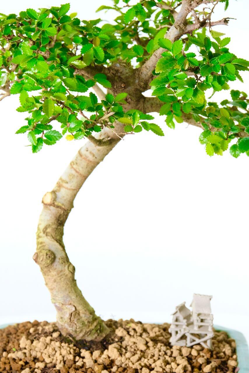 Aged bark with elegant shaping - I love how the ornament sits beneath the branches