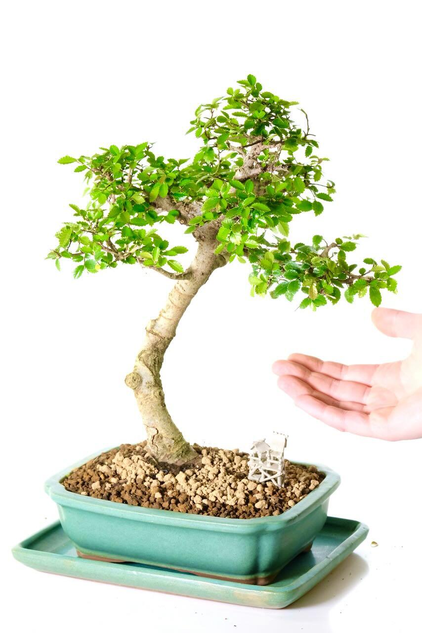 Comes potted in a matte sage green bonsai pot with matching drip tray