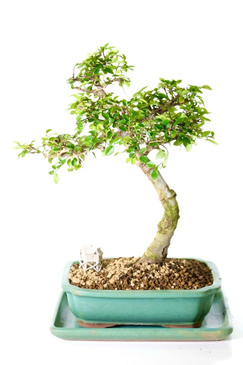 Delivery is FREE across the UK using a next working day service! Alternatively, you can select your preferred delivery date at the checkout