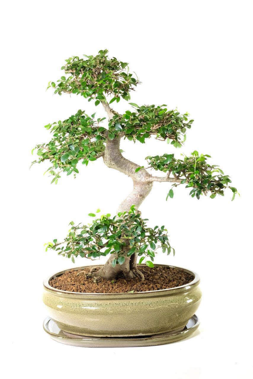 A Beautiful 17-Year-Old Chinese Elm High Quality Bonsai - Perfect Gift!