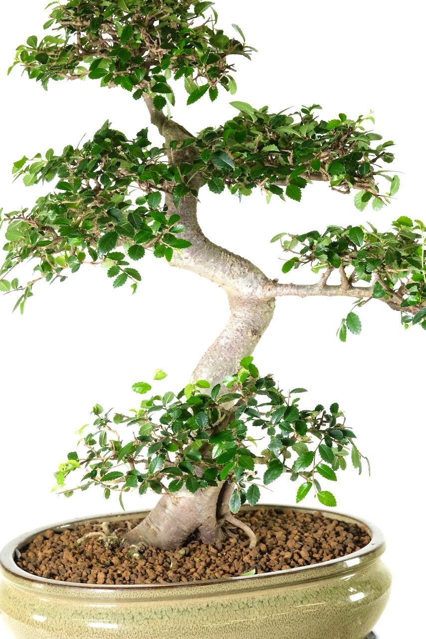 Unique and interesting trunk flow