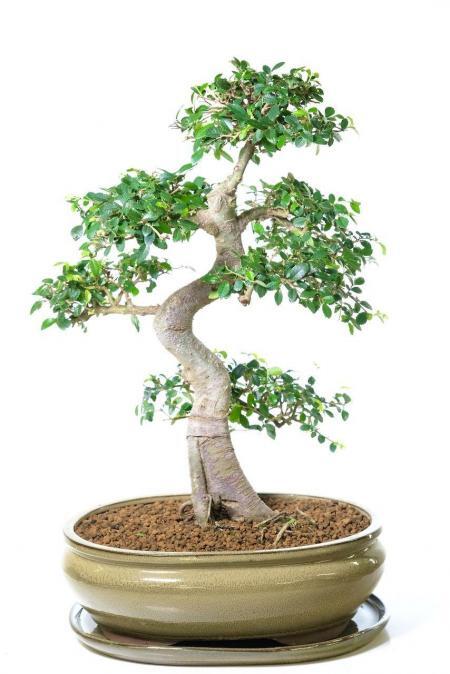 Extra large Chinese Elm Bonsai tree for sale