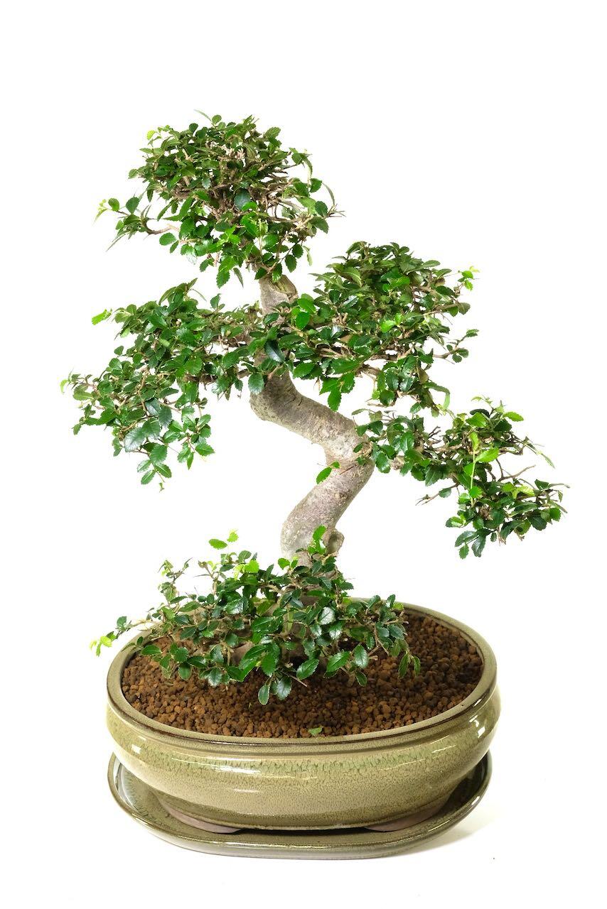 Lovely foliage pads and canopy