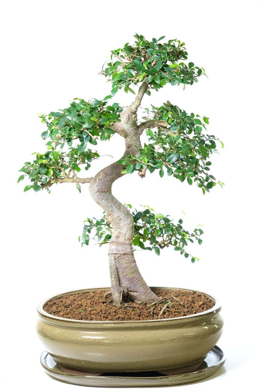 Extra large Chinese Elm Bonsai tree for sale