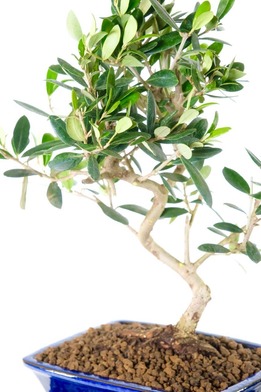 Beautiful trunk shaping with excellent branch placement