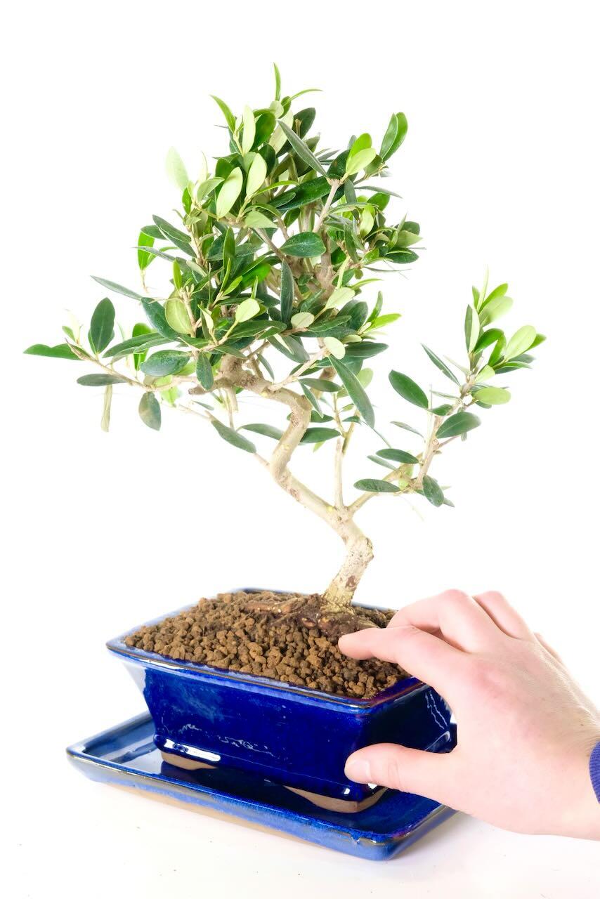 Comes potted in a rich royal blue ceramic pot with matching drip tray