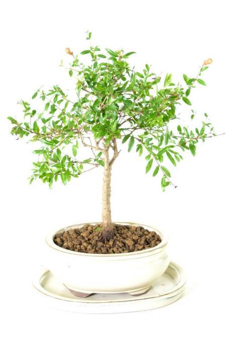Tiny pomegranate bonsai tree for sale UK