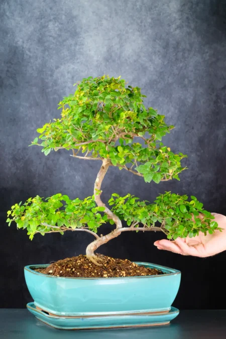 Big beginners indoor bonsai tree for sale