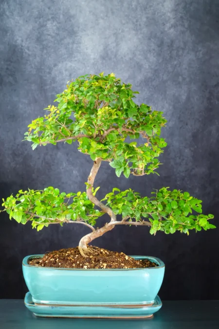 Large Sageretia Bonsai Tree | Mature, Artistic & Full of Character