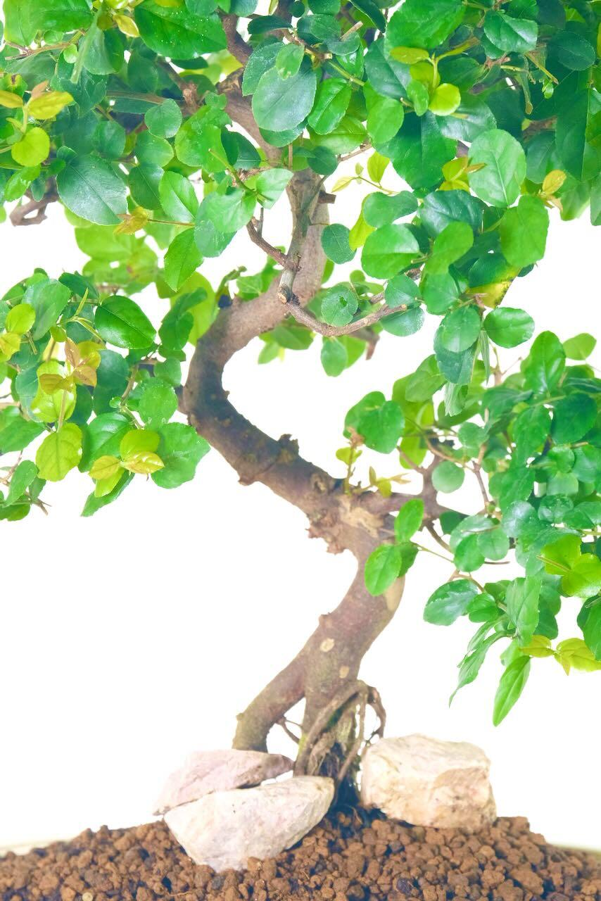 Close up photo of the branches of this bonsai tree