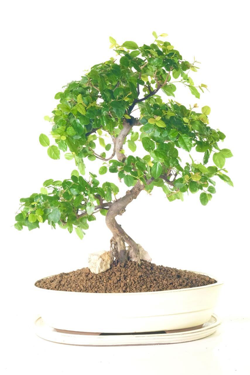 Larger Bonsai Tree - 19 year old Sageretia Indoor Bonsai with the most sensational styling