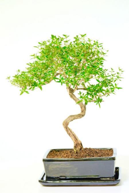 Dainty, yet powerful, flowering Tree of a Thousand Stars bonsai tree for sale UK