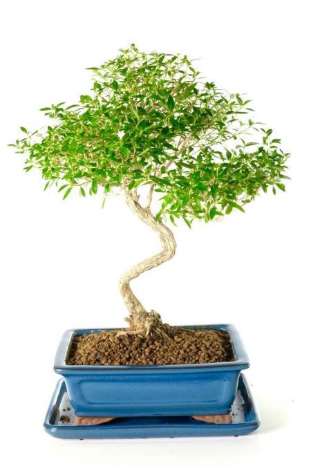 Large Serissa Foetida Bonsai: Character Twisting Trunk & Summer White Flowers | 16 years old