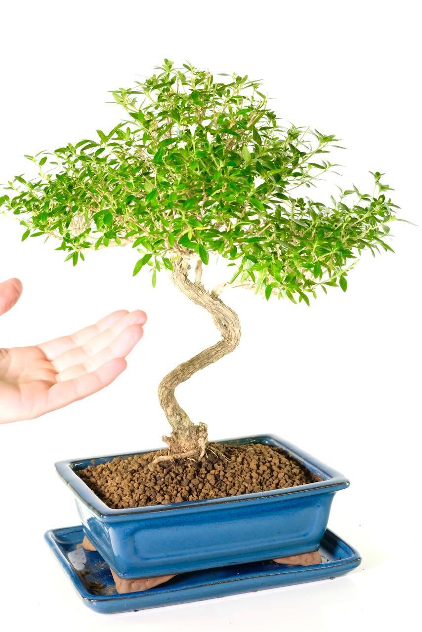 Comes potted in a deep blue panelled ceramic pot with matching drip tray