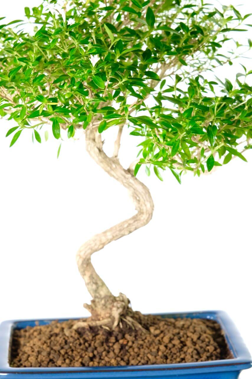 The creamy textured bark leads you up the trunk from the excellent root exposure