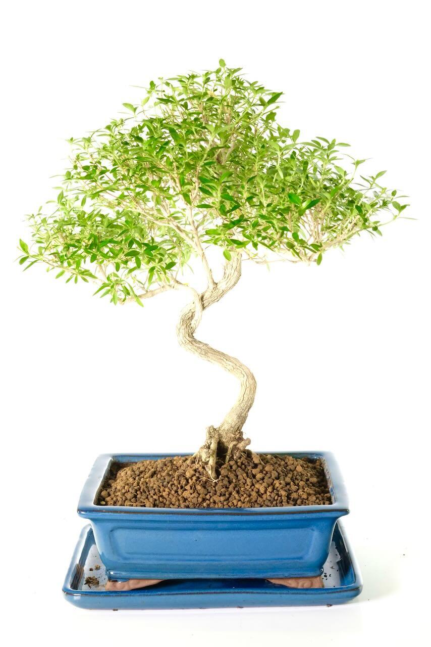 Delivery is FREE on a next working day service across mainland UK with Weekend, Premium & "Highlands & Islands" options available at an additional cost. You can pre-order your bonsai too!