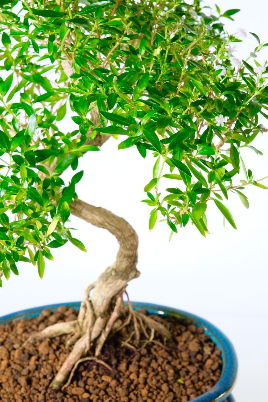 Wonderful shaping throughout the trunk