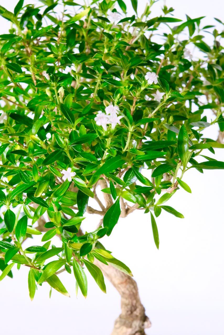 Dainty white summer blooms
