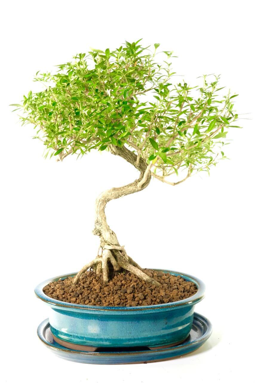 Delivery is FREE on a next working day service across mainland UK with Weekend, Premium & "Highlands & Islands" options available at an additional cost. You can pre-order your bonsai too!