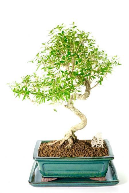 Flowering Tree of a Thousand Stars Indoor Bonsai Specimen for Sale with Elegant Trunk Flow