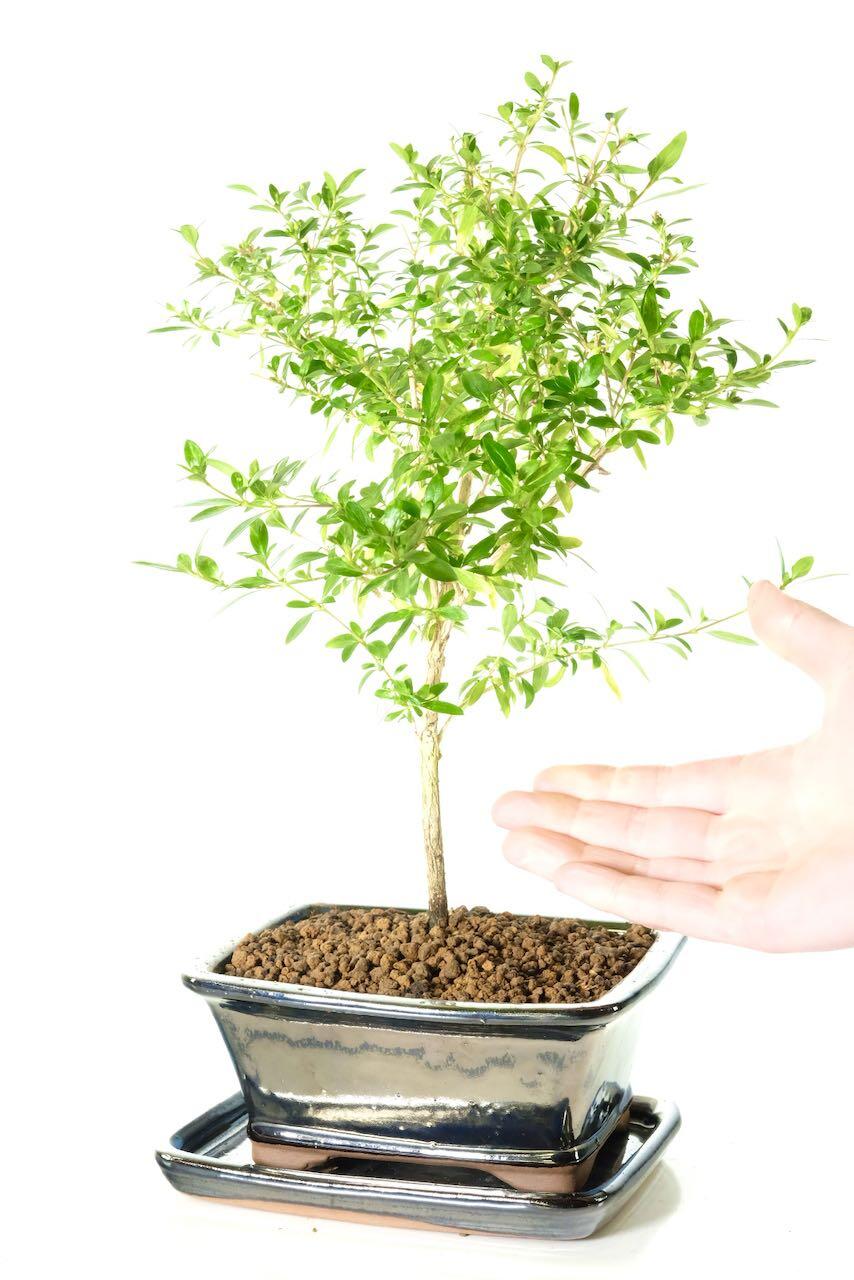 Beautiful summer flowers