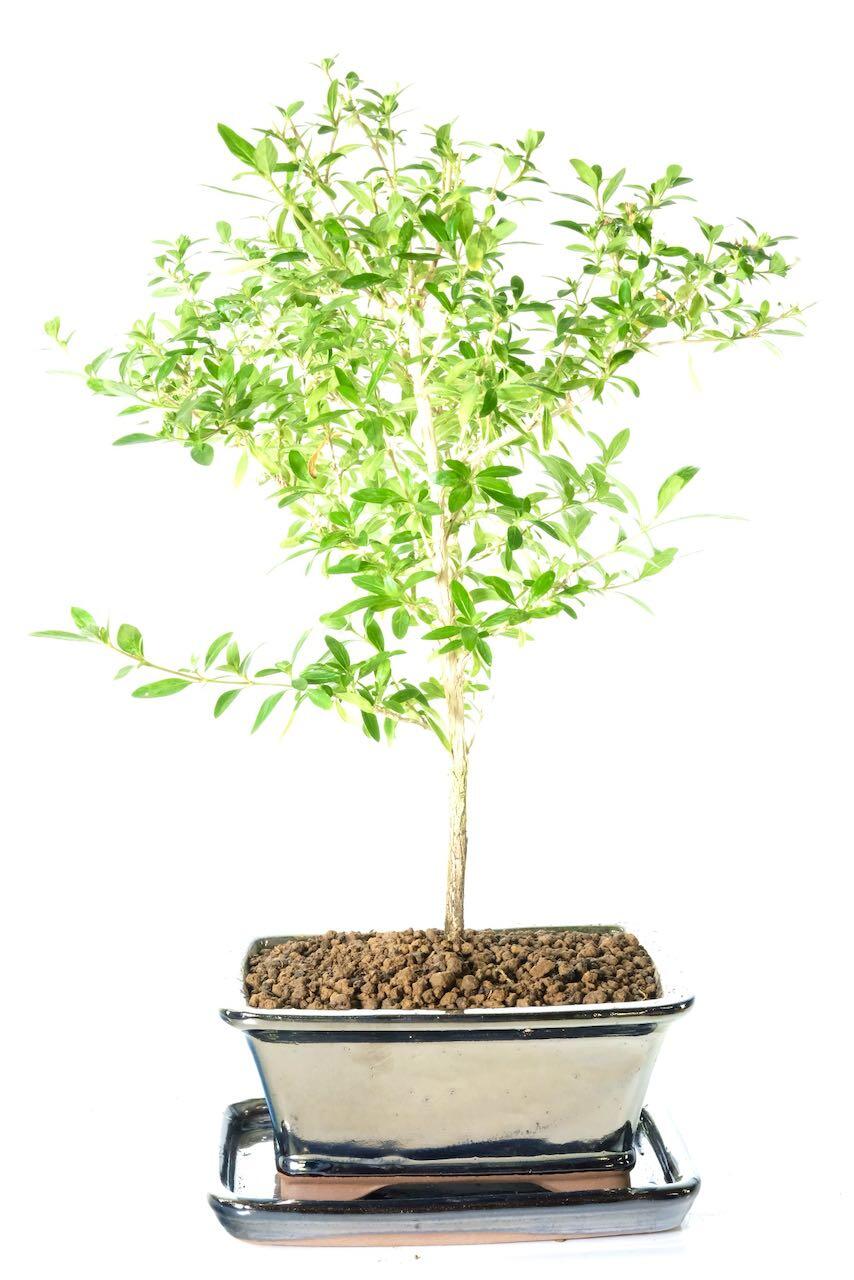 Starter Snowrose bonsai tree UK