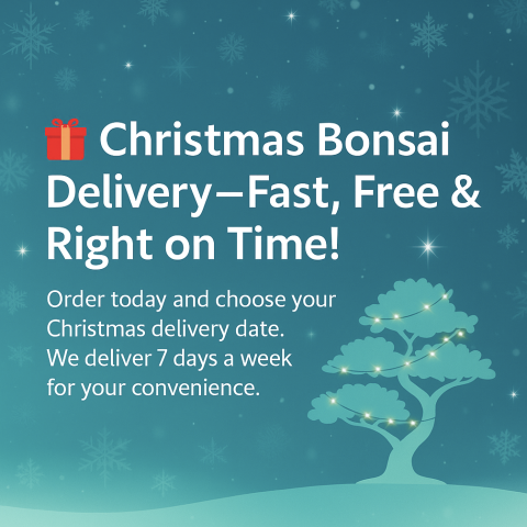 Christmas Bonsai Tree Delivery from the Bonsai Direct Experts