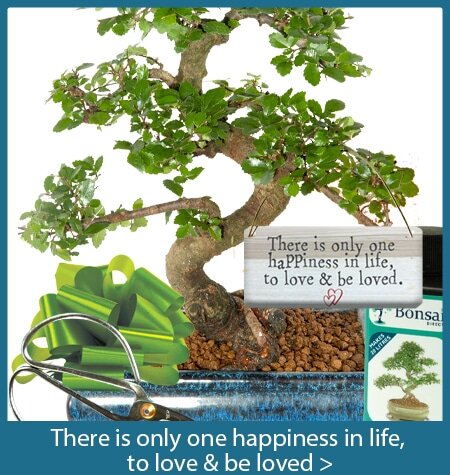 To love & be loved bonsai tree gifts with special meanings