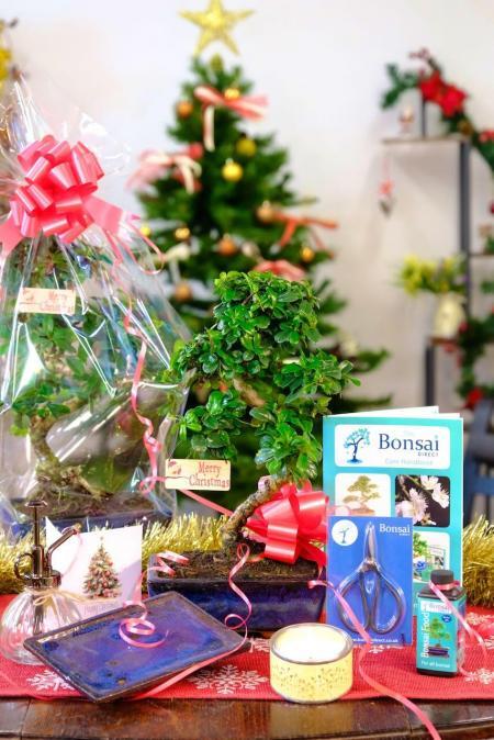 All Wrapped Up – Medium- Sized Christmas Bonsai Kit (Carmona)