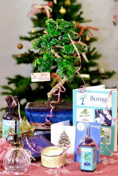 All Wrapped Up: Outstanding Christmas Bonsai Kit (Medium-Sized S-Shaped Flowering Indoor Bonsai)