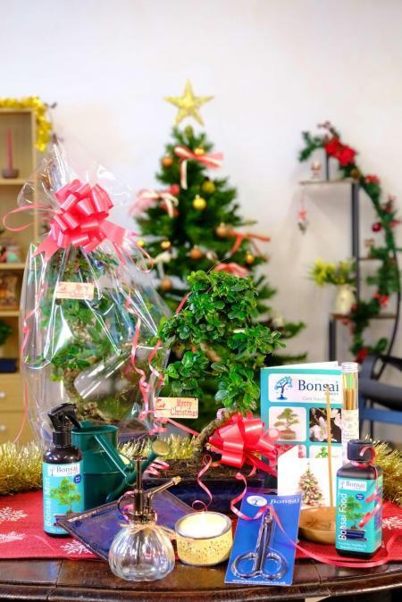 All Wrapped Up: Ultimate Christmas Indoor Flowering Bonsai Kit for Beginners